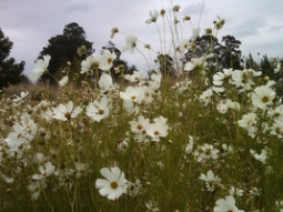 A Cold Wind (by Dave Senecal)